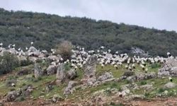 İslahiye'de leylekler göç yolculuğuna hazırlanıyor