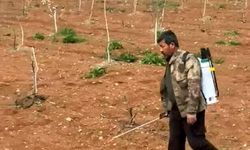 Fıstık Üreticileri Otlara Karşı Sahada