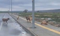 Araban TOKİ başıboş köpeklerle dolu