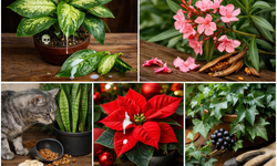 Evde Bulundurulmaması Gereken 5 Bitki