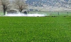 Araban’da sarı pas riskine karşı ilaçlı mücadele başladı