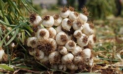 Araban Sarımsağı uluslararası listede yer aldı