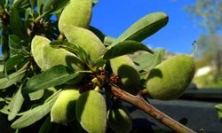 Araban’da badem çağlası sezonu başladı