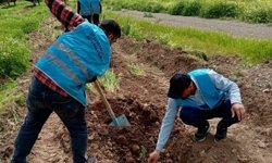 400 çam fidanı toprakla buluştu