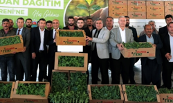 Büyükşehir’den çiftçilere 150 bin adet fide desteği