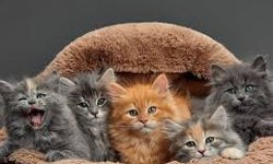 Kediler sahibinin üzgün olduğunu anlar mı?