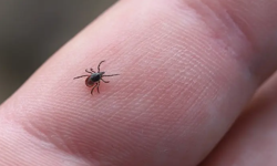 Kene kabusu başladı: Dikkat edilmesi gereken hususlar