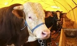 Kurbanlık alırken  nelere dikkat edilmeli