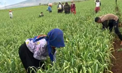 Araban sarımsağında ot temizliği devam ediyor