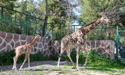 Yavru zürafa ziyaretçilerin ilgi odağı oldu