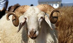Kurban pazarında tartı skandalı iddiası