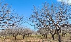 Gaziantep’te Antep fıstığı bahçeleri zarar gördü