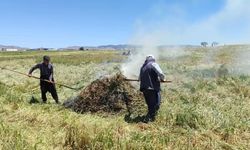 Araban Ovası'nda firik mesaisi başladı