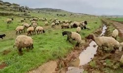 Araban’da kurban satışları başladı