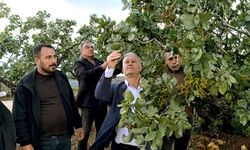 Dolu vurdu, gözler fıstık bahçelerine çevrildi