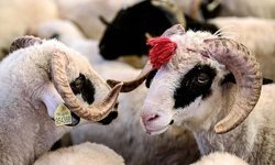 Kurban Bayramı öncesi 10 kritik uyarı