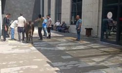 Kurbanlık dana acil servise daldı, ortalık karıştı