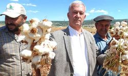 Araban sarımsağı i̇çin hasat mesaisi başladı