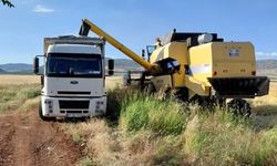Gaziantep’te ilk arpa hasadı gerçekleşti