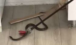 Eve giren yılan paniğe neden oldu