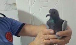 Havalandırma boşluğunda mahsur kalan güvercin kurtarıldı