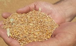 Hububat tarlalarında hasat mesaisi başladı