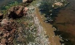 Karasu Çayı’nda toplu balık ölümleri endişe yarattı
