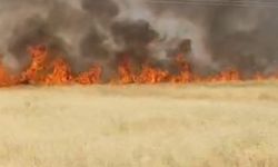 Şanlıurfa'da 45 dönümlük buğday tarlası yandı
