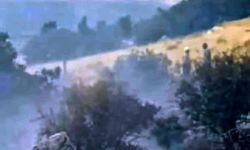 Araban'da alevler fıstıklıkları sardı