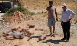 Gaziantep'te at kafatasları görenleri şaşkına çevirdi