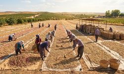 Gaziantep'te Antep fıstığı hasadı ne zaman başlıyor