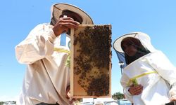 Hobi olarak başladı, 300 kovanlık işletme kurdu