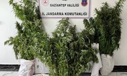 Gaziantep'te yasadışı kenevir ekimine dev operasyon