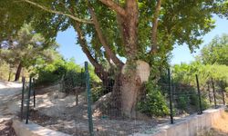 Nizip’in 800 Yıllık Ulu Çınar’ın Sırrı!