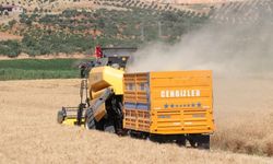 Yerli ve milli buğday çeşitlerinin deneme hasadı yapıldı