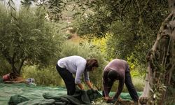 Zeytinde var yılı ne demek