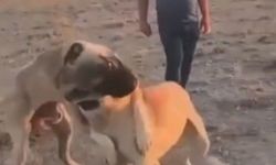 Köpekleri dövüştürenler operasyon sonucu yakalandılar