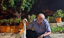 Osmaniye'de yaralı leylek bir eve sığındı