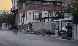 Gaziantep’te Başıboş Köpekler Mahalleliyi Tedirgin Etti
