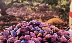 Diyarbakır'lı fıstık işletmecisinden uyarı