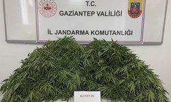 Gaziantep'te yasa dışı kenevir ekimine büyük darbe