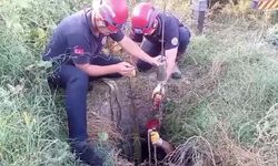 Kuyuya düşen inek ekipler tarafında kurtarıldı