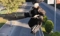 Batman'da ki ipli direk kuşa zor anlar yaşattı
