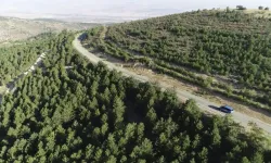 Genç çoban başından vurulmuş halde bulundu