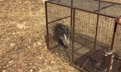 Tedavisi biten kirpi, doğaya bırakıldı