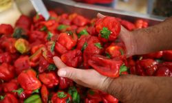 Gaziantep’te kışlık salça telaşı başladı