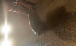 Sahil yolundan ayrılan caretta carrettayı denize taşıdı