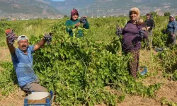 İslahiye'de 47 bin dekarda üzüm hasadı başladı
