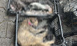 Ruhsatsız petshopta yangın çıktı