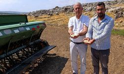 Araban sarımsağında üreticiler kendi tohumunu üretecek